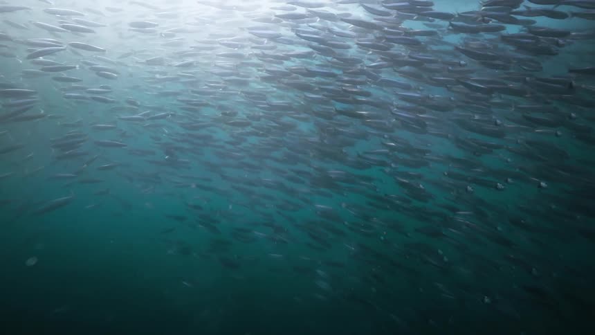 A large school of fish swims together in the ocean illuminated by sunlight filtering through the water