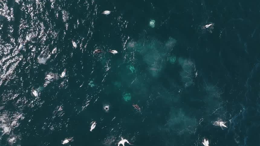Birds dive into the ocean