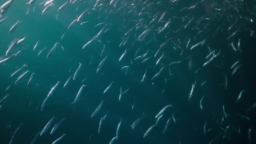 School of fish in the ocean