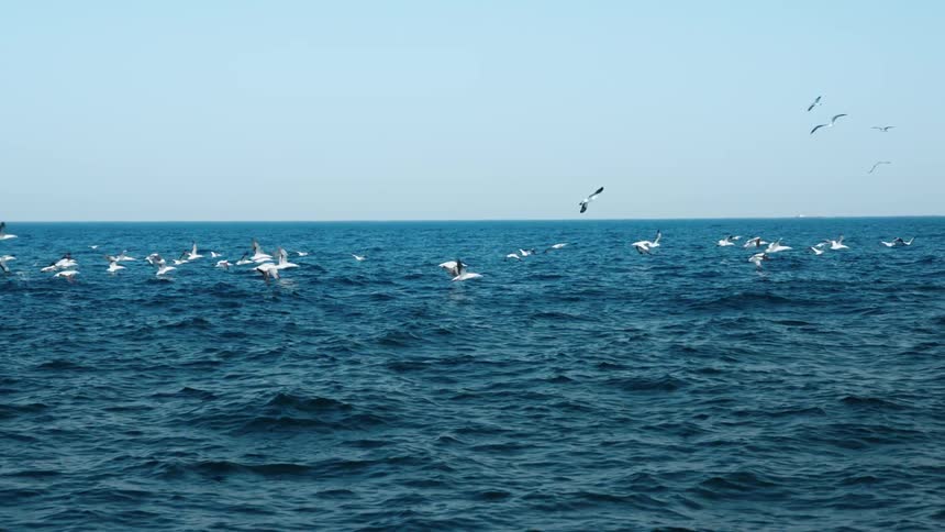 Birds fly over the ocean