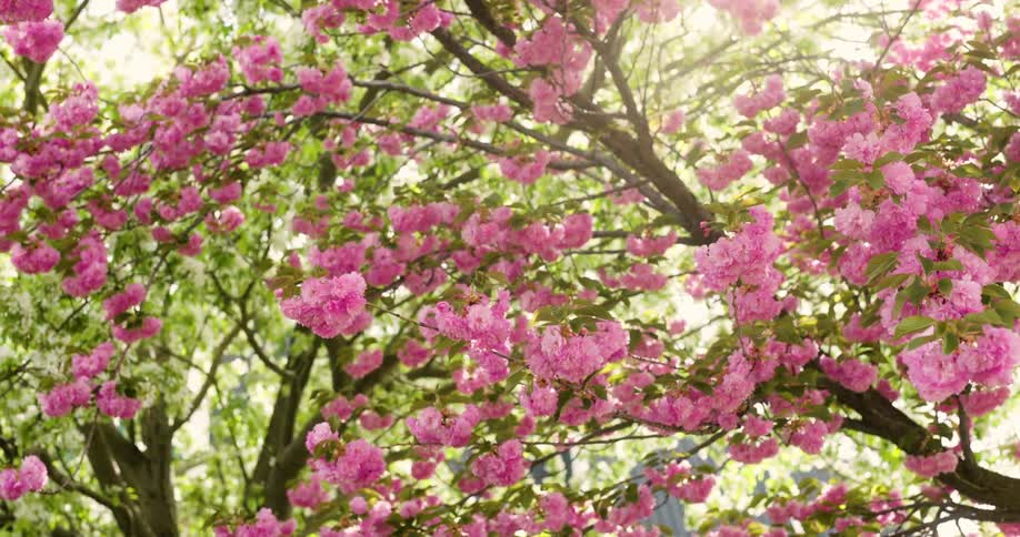 Pink cherry blossoms swaying in the breeze under a canopy of trees