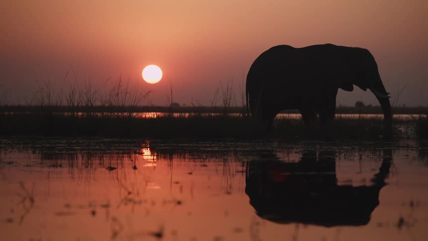 An elephant eats in a marshy area