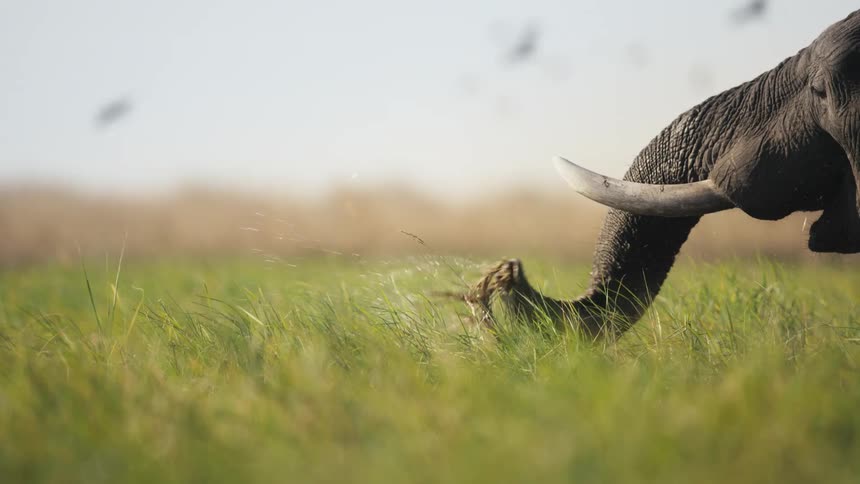 An elephant eats grass