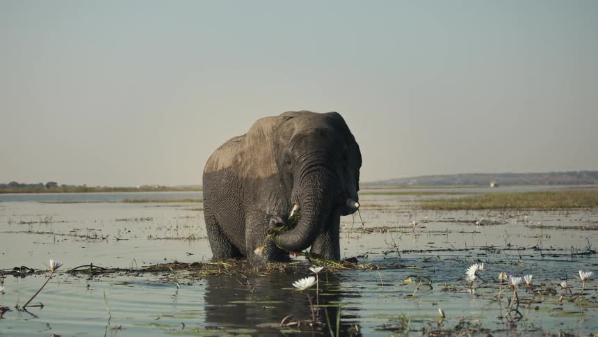 A large elephant is eating in the marsh