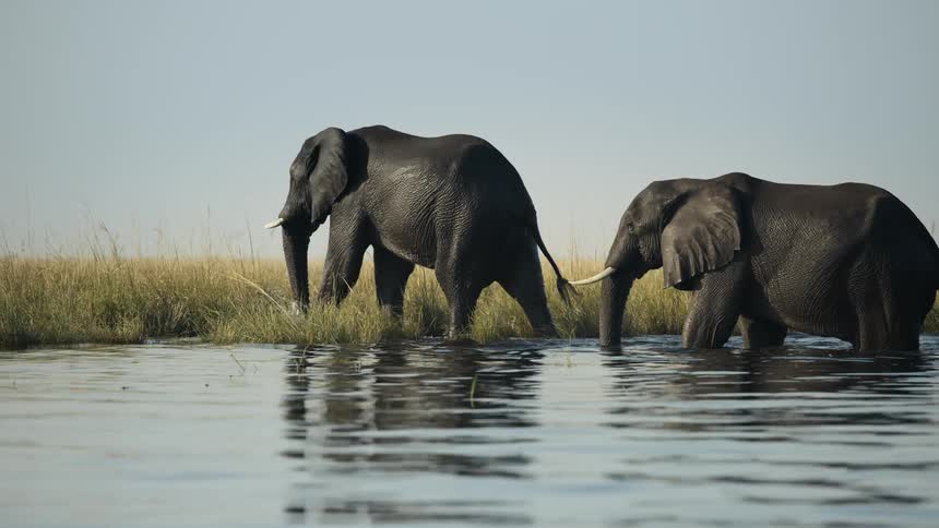 Two large elephants walking in a place with water that goes up to their knees and one of them is climbing out of the bank