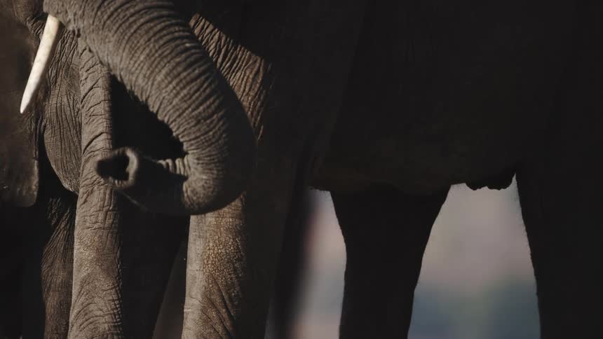 Baby and adult elephants in the wild