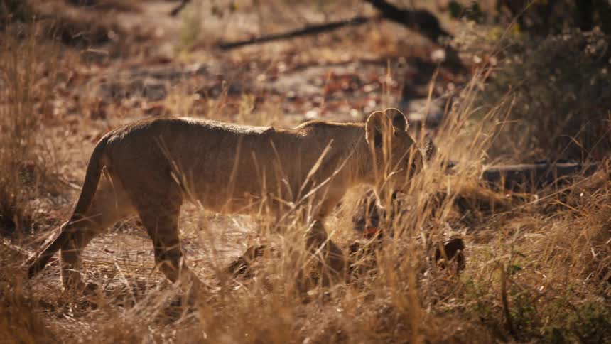 A small lion is walking in a savannah looking intently ahead while licking his lip