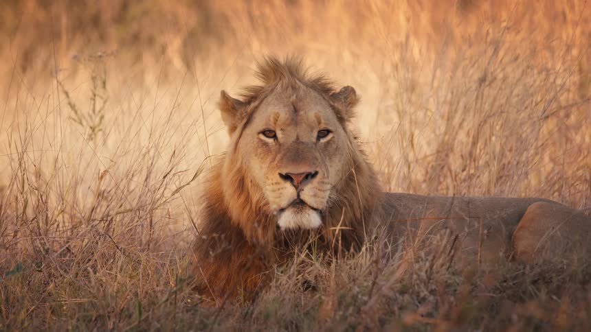 A lion lays in the grass