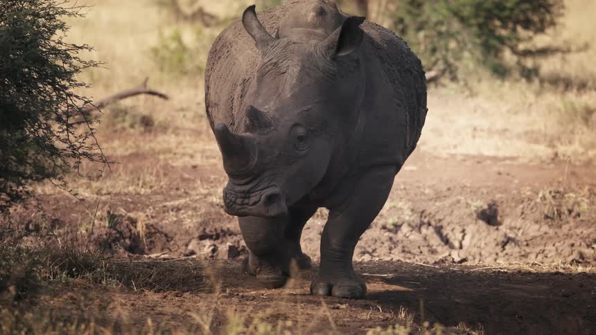 A rhinoceros walks slowly through a grassland