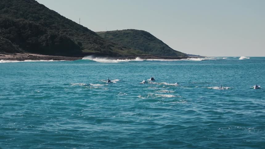 Dolphins swim by the shore