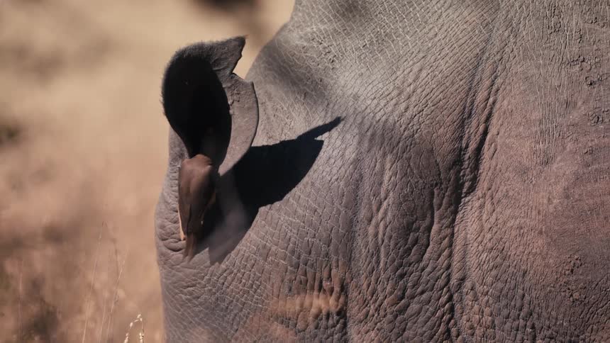 Bird in a rhinos ear