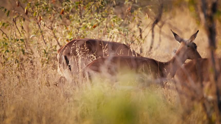 Antelope walk through the grass