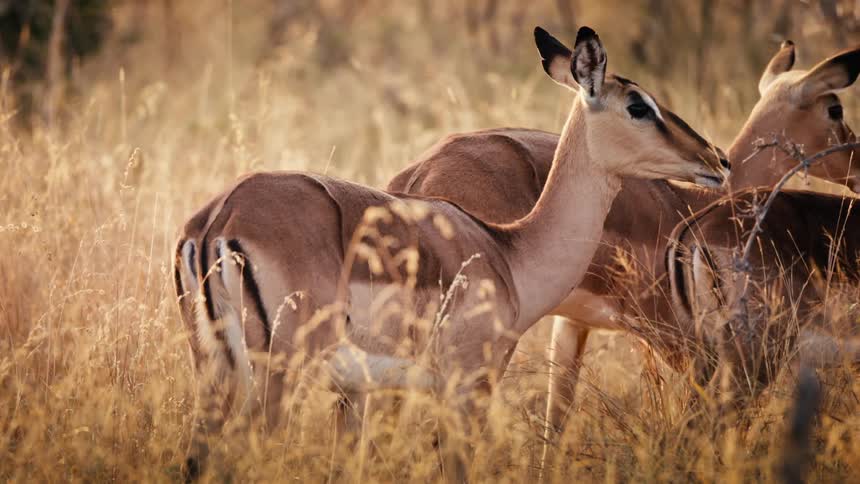 Three female impala graze in tall savanna grass