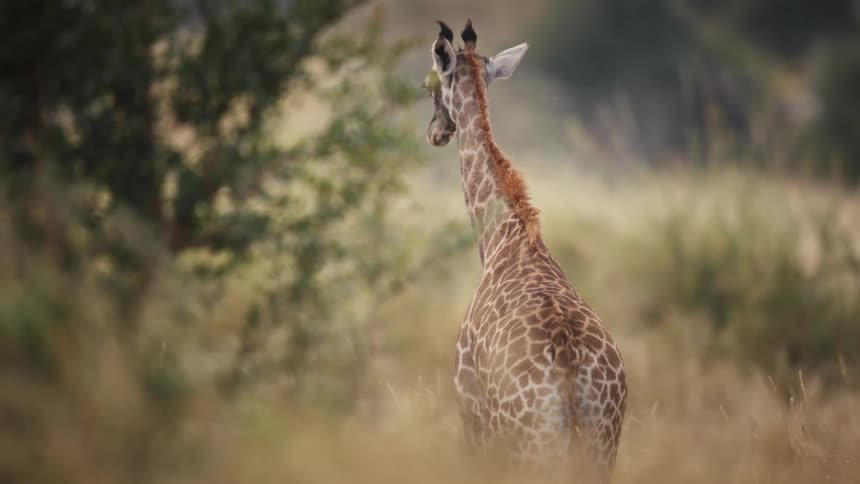 A baby giraffe is walking in a savannah with dry grass