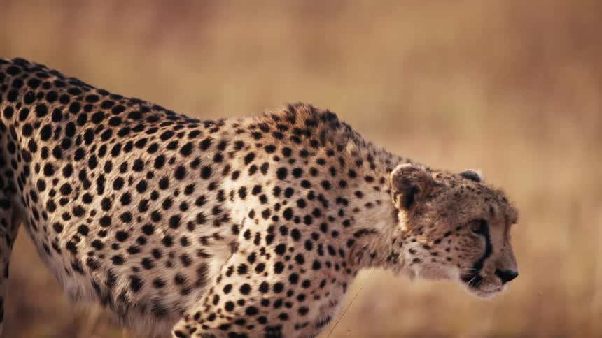 Cheetah walking through the jungle