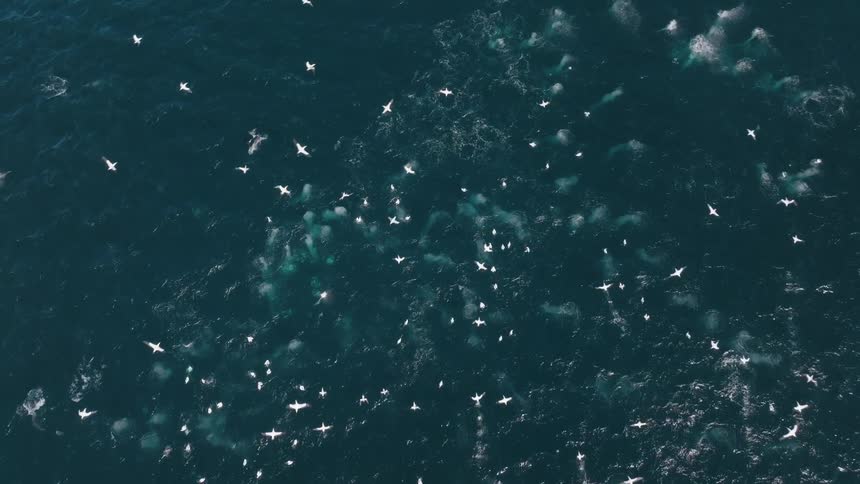 White seagulls flying close to the surface of the blue ocean with dolphins