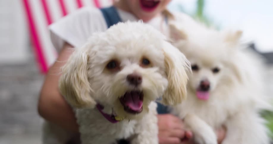 A little blonde girl is happy and is holding two white puppies