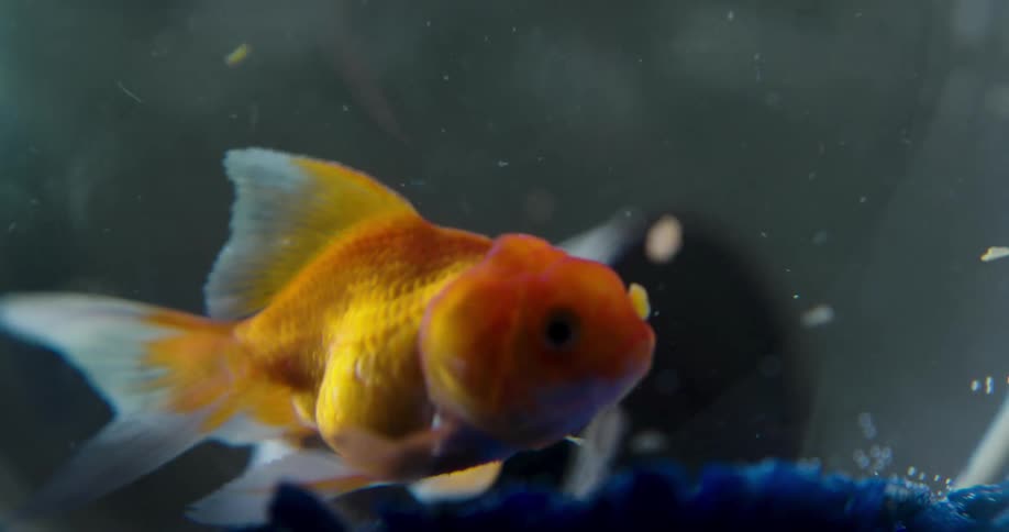 Small goldfish swimming and eating inside an aquarium