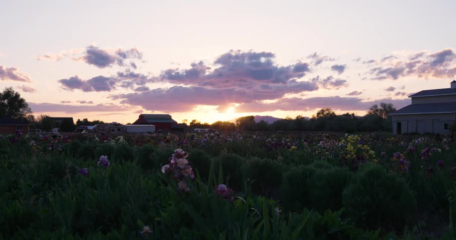 Flowers fill a field near rural buildings