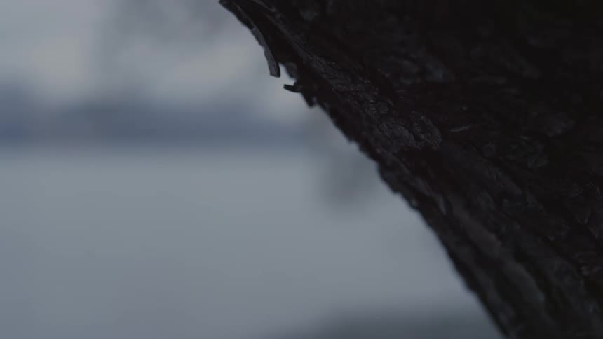 The bark on the tree is peeling