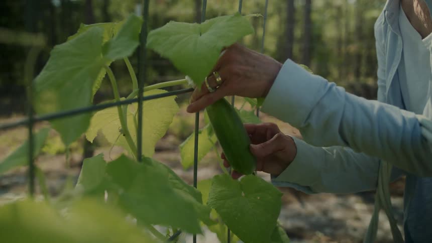 A woman is picking vegetables on the farm