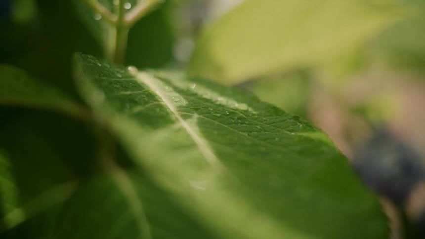 Water beads on the green leaves of a plant