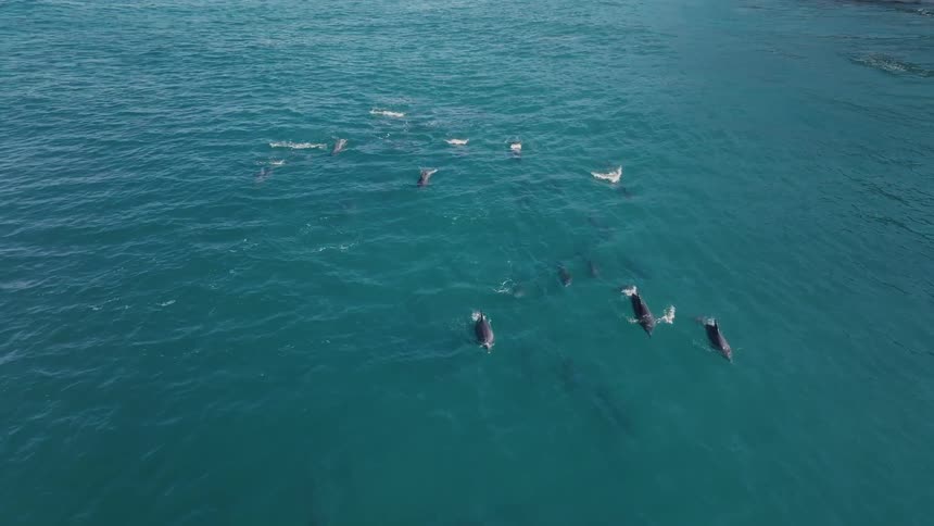 Aerial of pod of dolphins swimming and jumping in the ocean