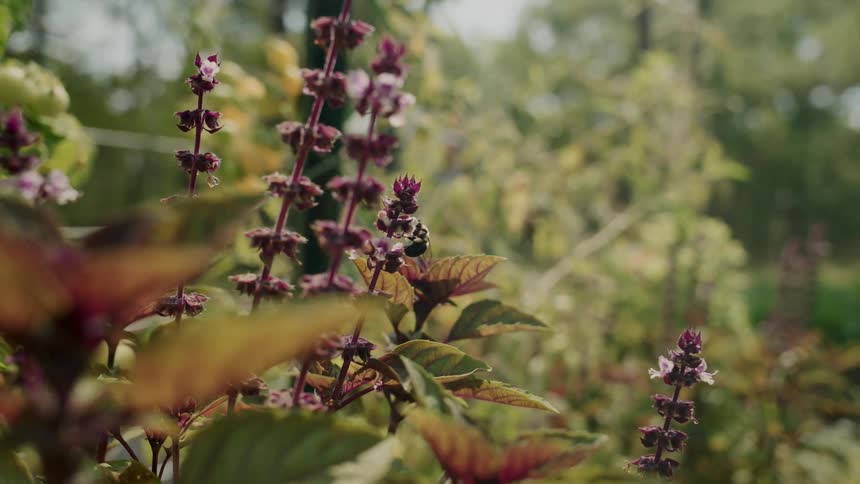 Bee pollinating on a flower with plants and vegetation in the distance