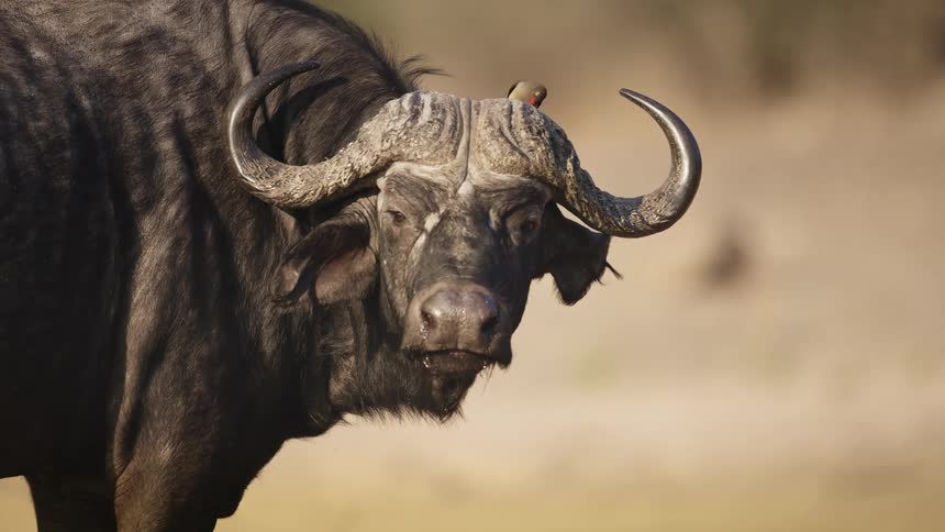 Cape buffalo calmly gazes around as a redbilled oxpecker searches for ticks on its horns