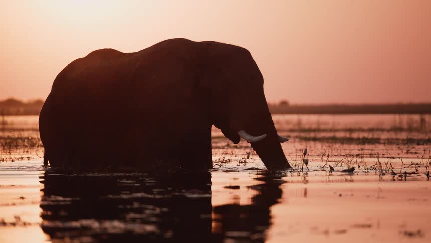 The elephant is drinking water
