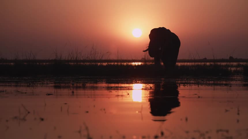 Silhouette of an elephant in the afterglow of sunset eating from a river bank