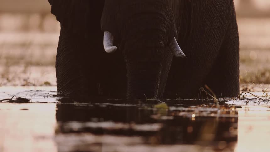 An elephant wades and splashes through water on a savanna