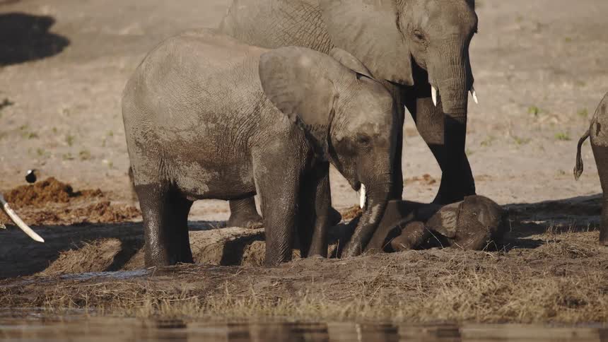 Some elephants are near a lake taking a bath using their trunks