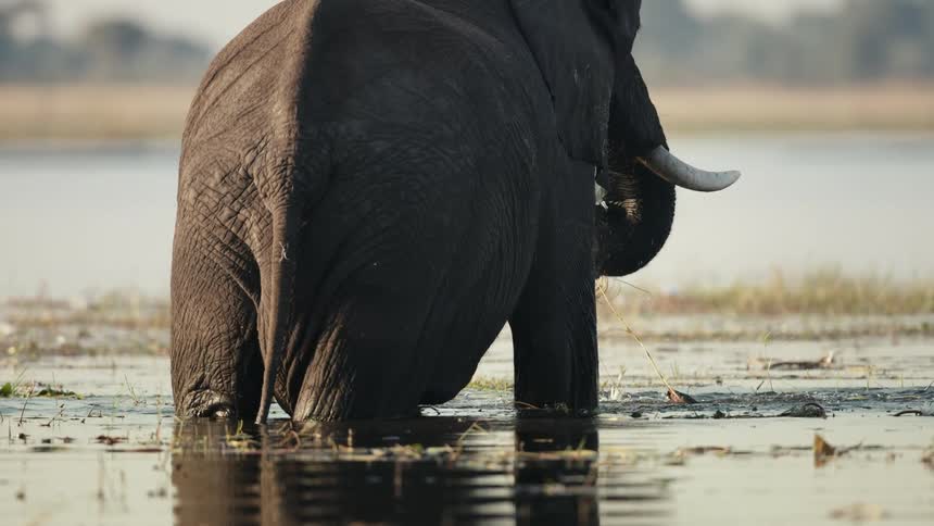 Elephant standing in a riverbed eating wheat grass