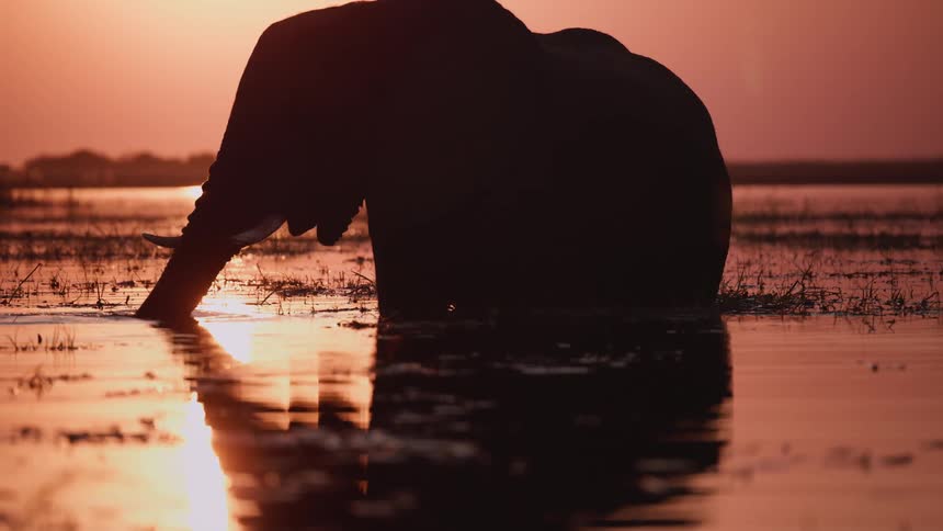 Elephant stands in a body of water at sunset