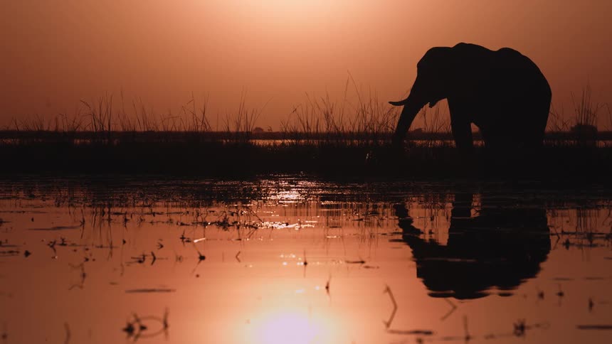 Silhouette and reflection of an elephant eating from a river bank in the afterglow of sunset
