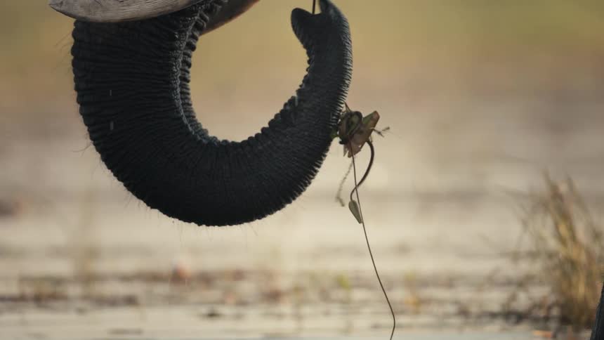 Elephant eating aquatic plants