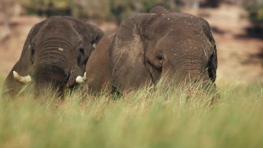 Two elephants walk through a field of tall grass