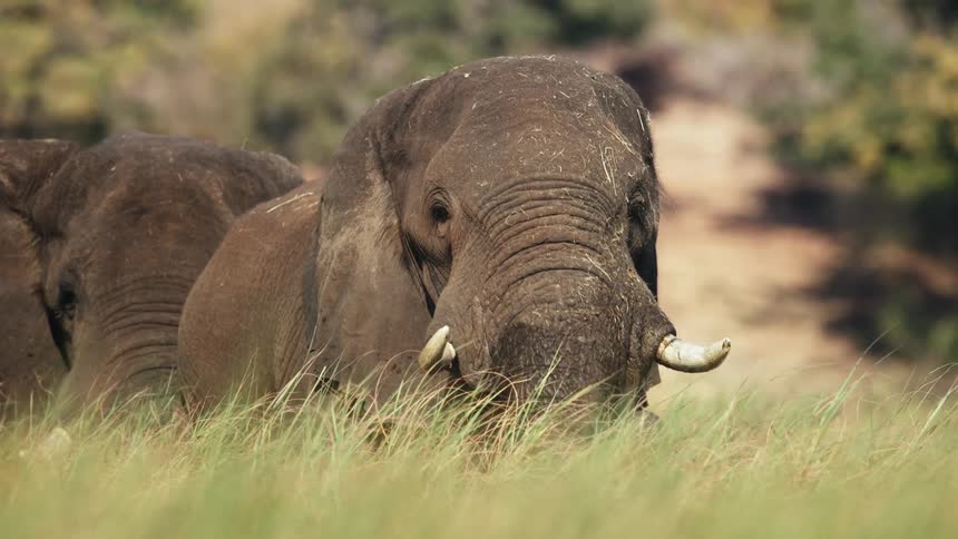 Two elephants grazing on tall grass in a lush environment