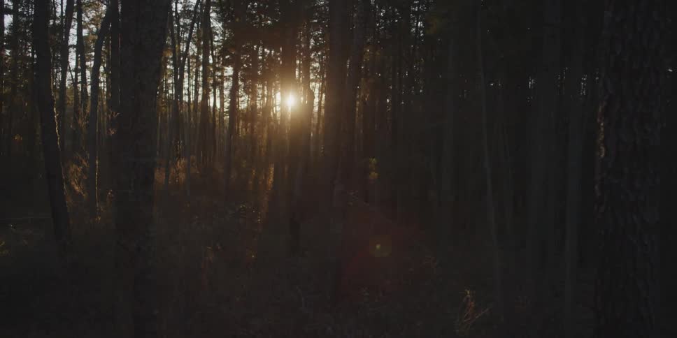 Sun shining through the forest as it's setting in the distance