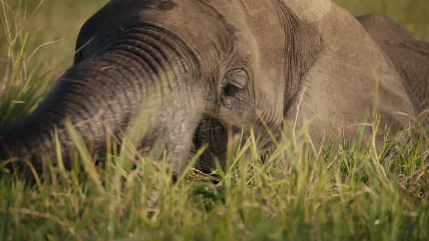 Closeup of an elephant calf lying on the grass and eating