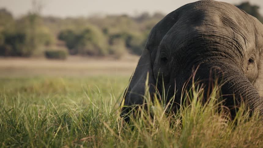Baby elephant eating grass in the jungle