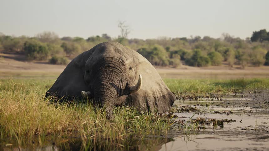 Elephant inside a lake eating leaves