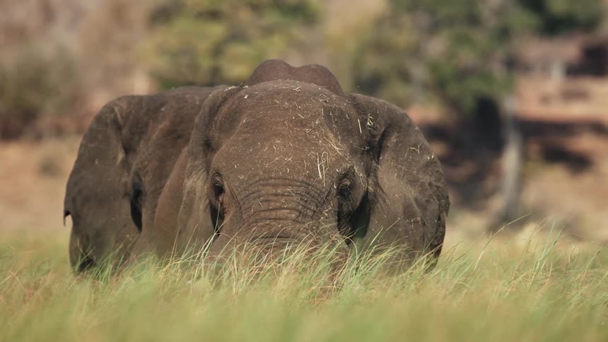 A duo of elephants slowly walk through a field of very tall grass