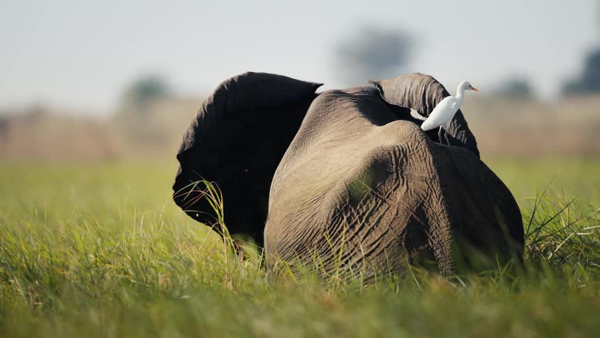 White bird on top of an elephants body