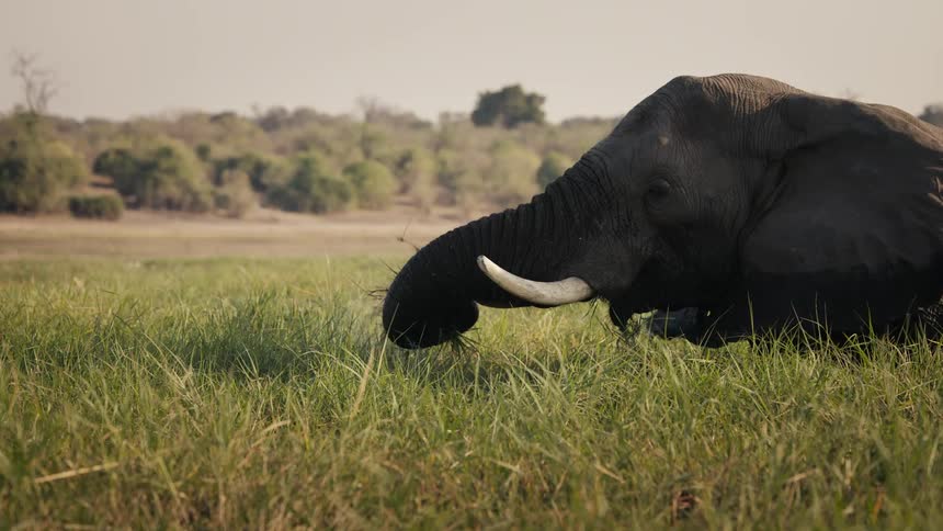 Elephant grazing in a field using its trunk to put dry grass and vegetation into its mouth and eats