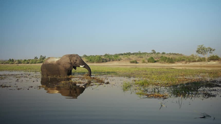 Lone elephant forages while standing in the river water under a clear blue sky