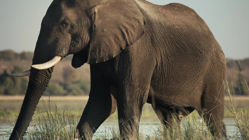 Big elephant walking in water in the jungle
