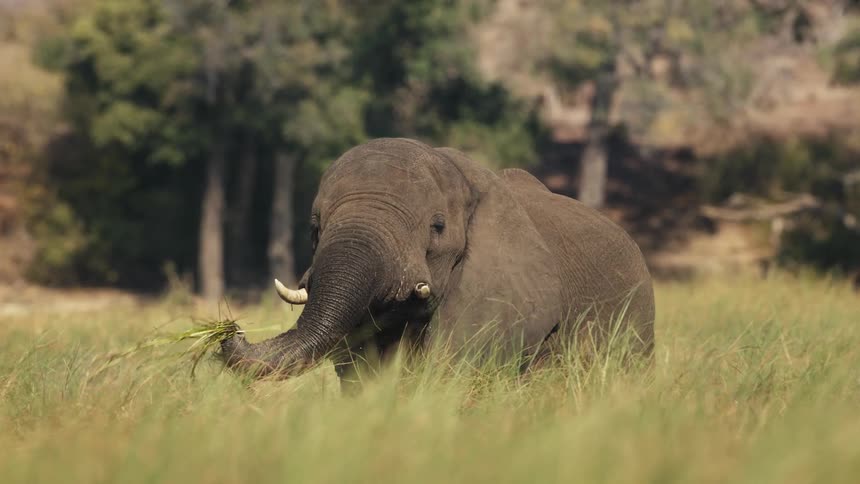 Elephant eating grass in the savannah and a white bird landing nearby