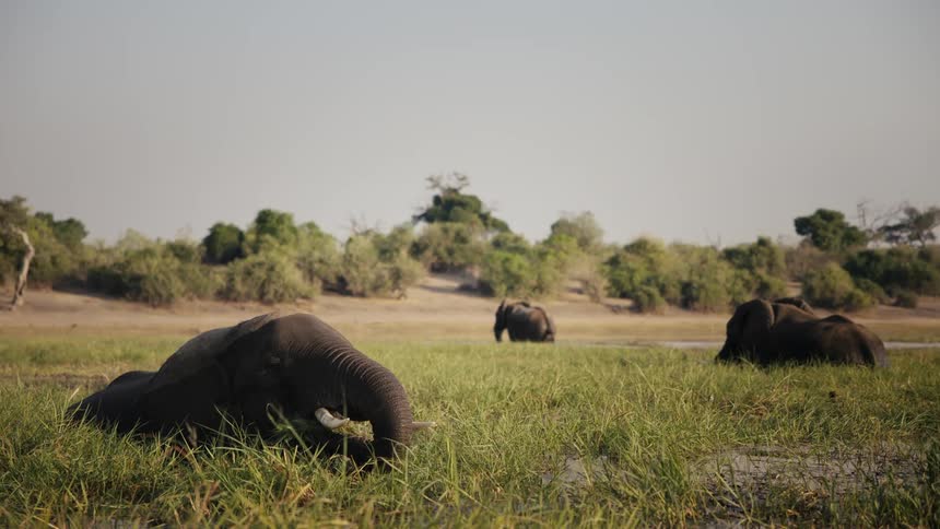 Elephant herd wades in the river while foraging for food on a sunny day
